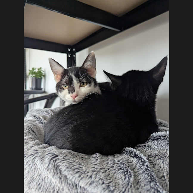 Photo of Little Miss Piglet