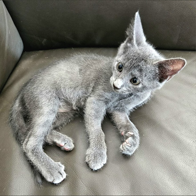 Photo of Merlin