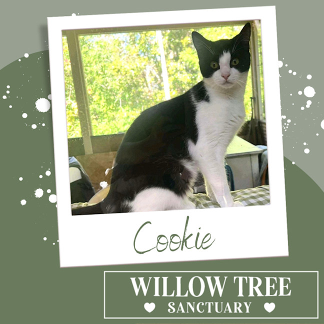 Photo of Cookie