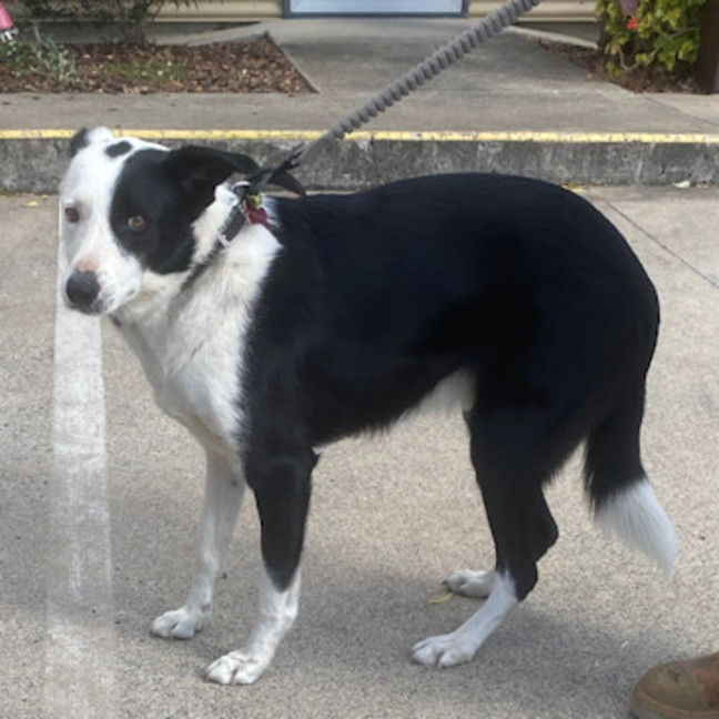 Photo of Koda