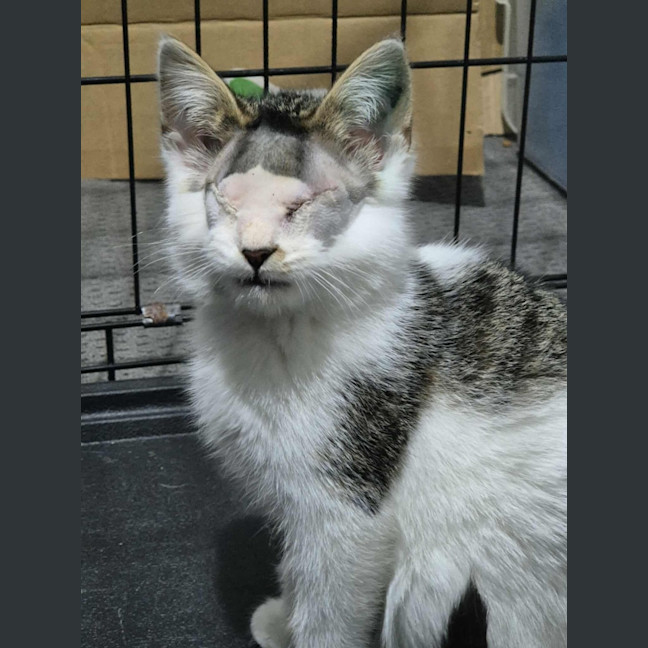 Photo of Ray Charles