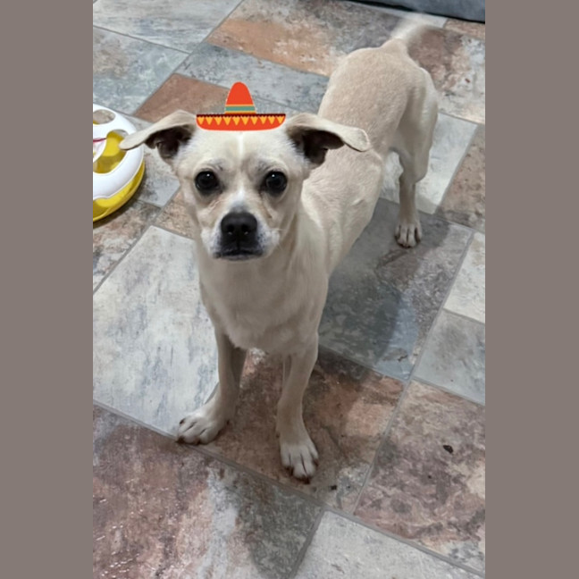 Photo of Taco