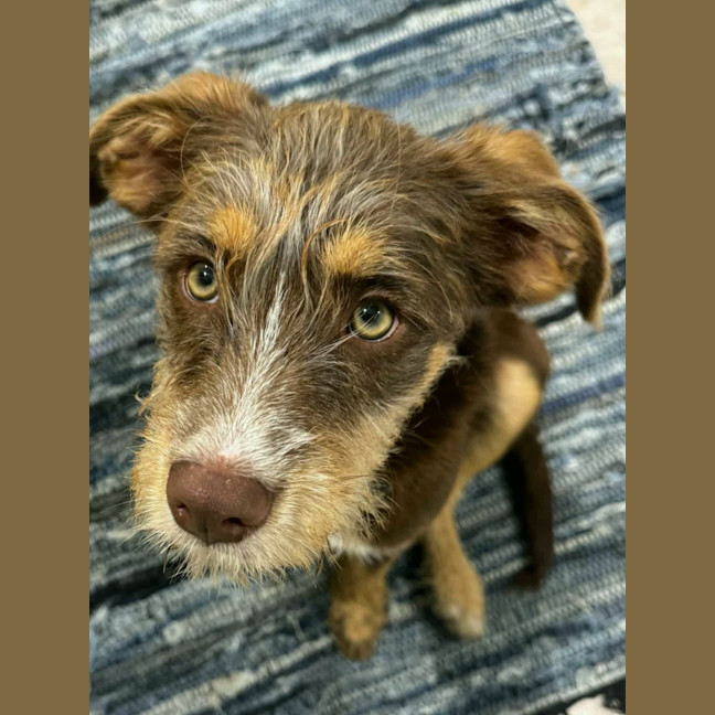 Photo of Daisy