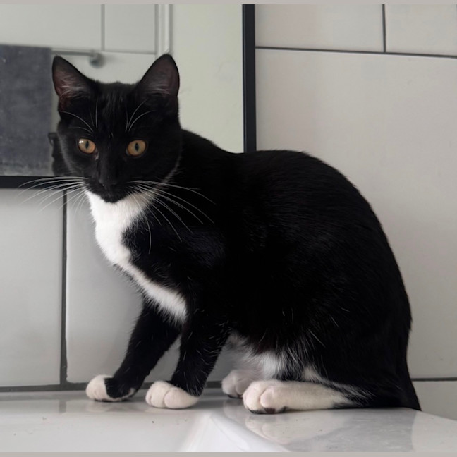 Photo of Tux