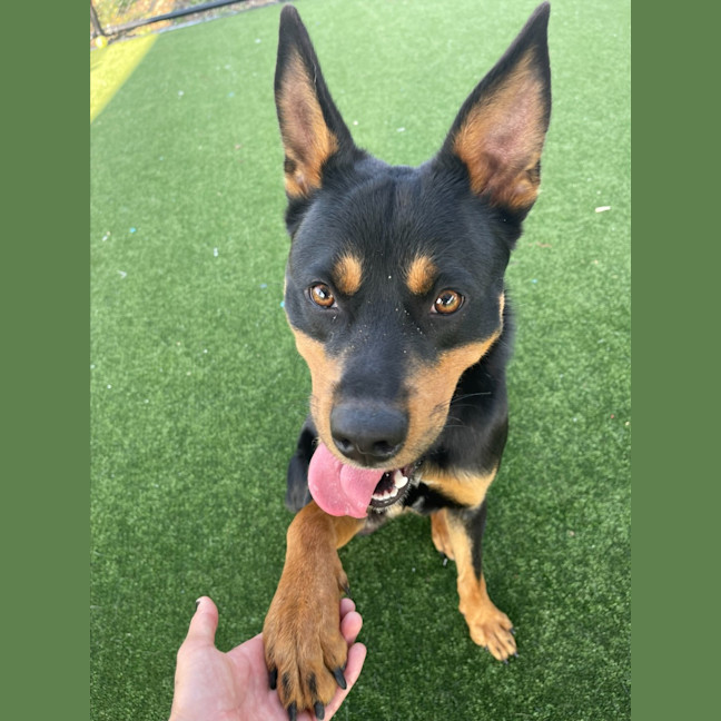 Photo of Matty Imp 1507