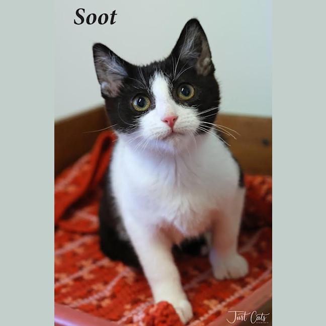 Photo of Soot