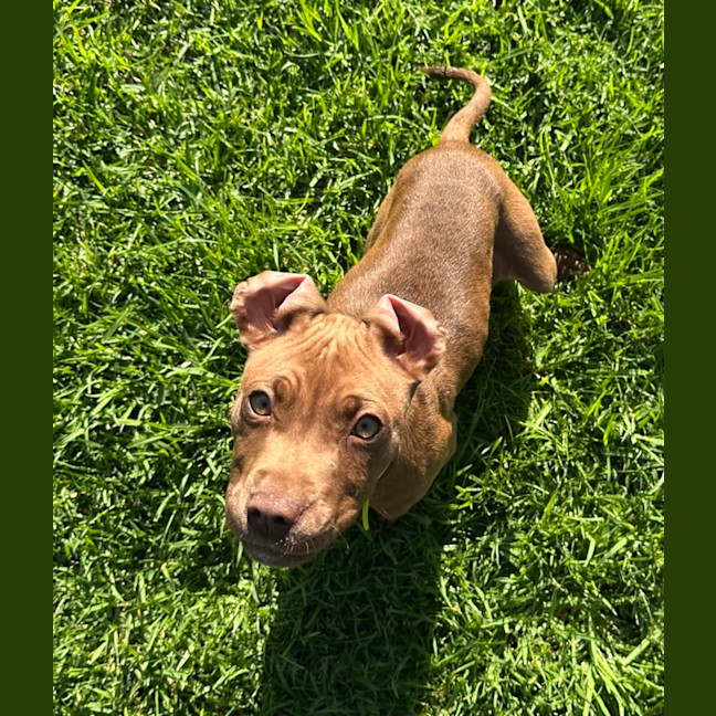 Photo of Nova