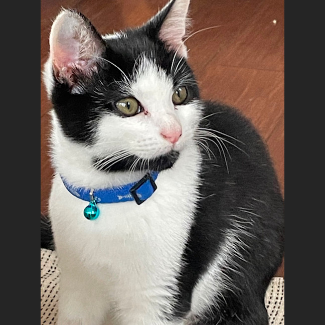 Photo of 🍪 Cookie 🍪 