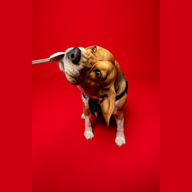 Photo of Hart   4 Year Old Beagle