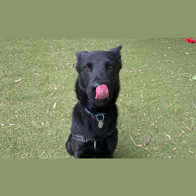 Photo of Toby