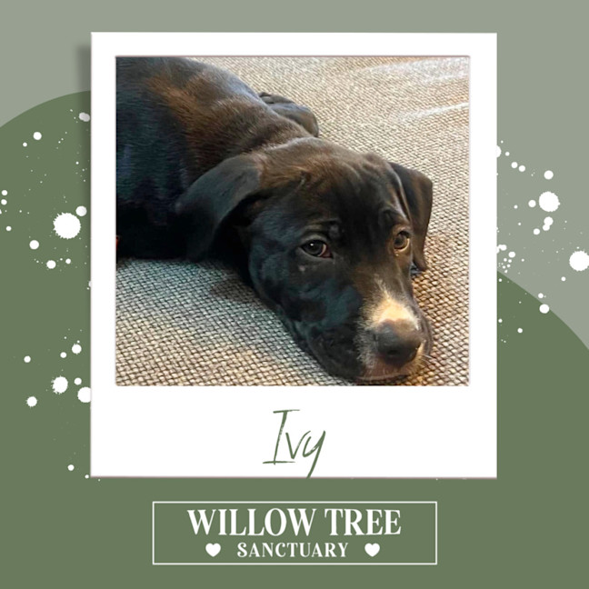 Photo of Ivy