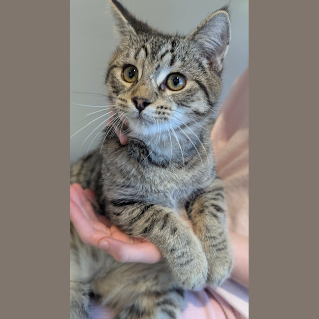 Photo of Wasabi