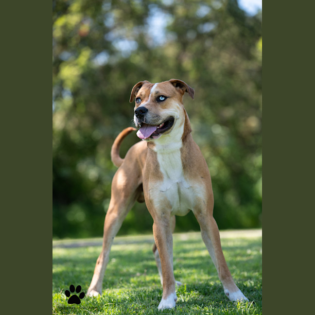 Photo of Cobalt