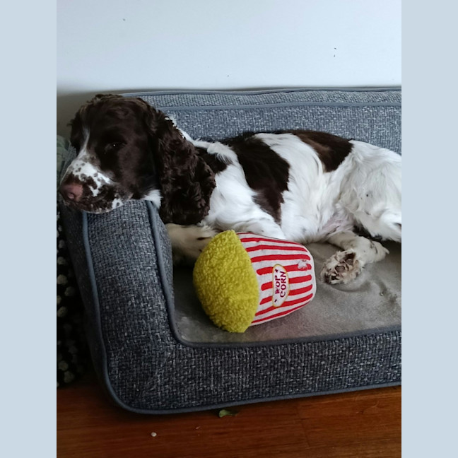 Photo of Alfie
