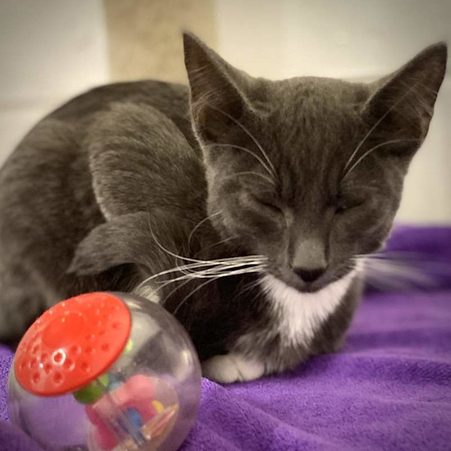 Photo of Luna