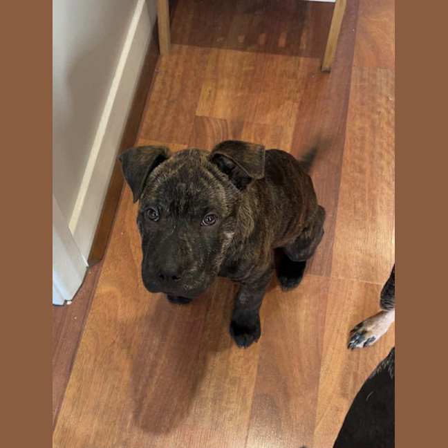 Photo of Potato   9 Week Old Shar Pei X Staffy 
