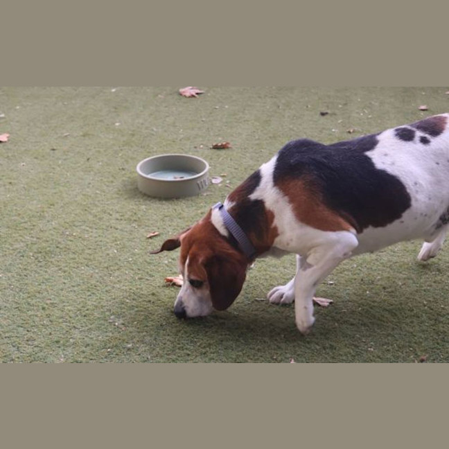 Photo of Buddy