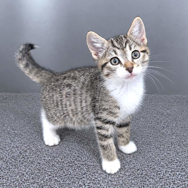 Photo of Zelda