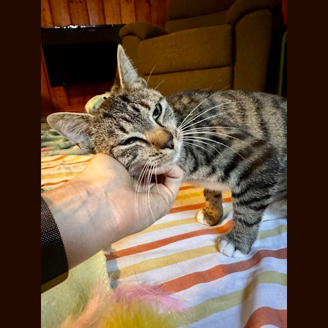 Photo of Fish   Located In Brunswick West