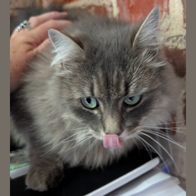 Photo of Nibbles