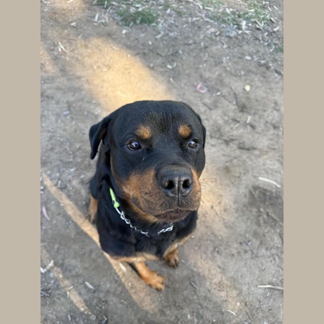 Photo of Rex
