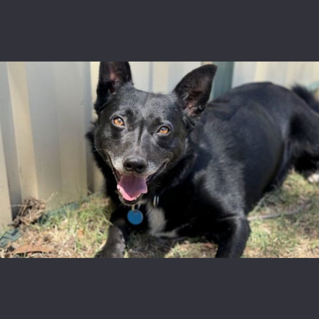 Photo of Rocco
