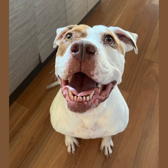 Photo of Dotti