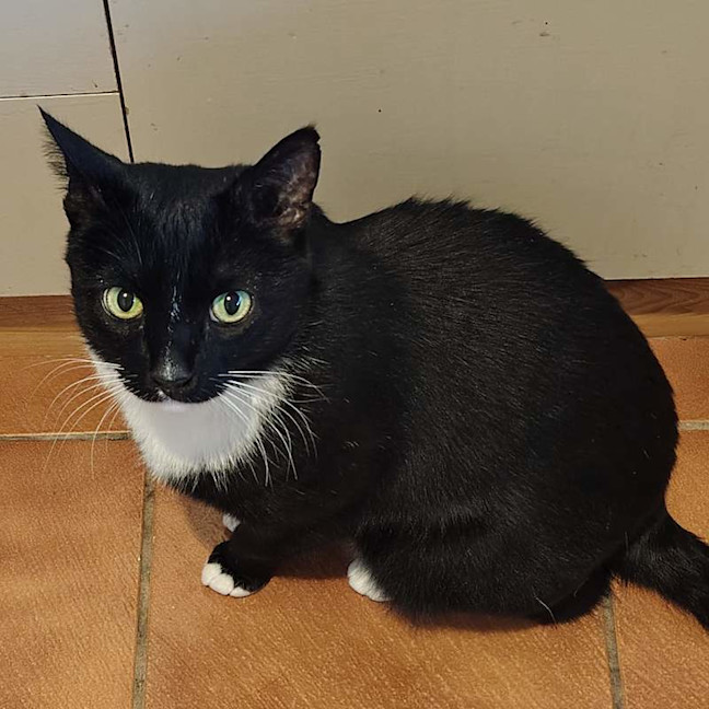 Photo of Lucky