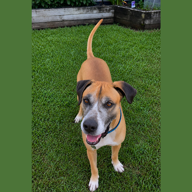 Photo of Duke *$250 Adoption Fee*