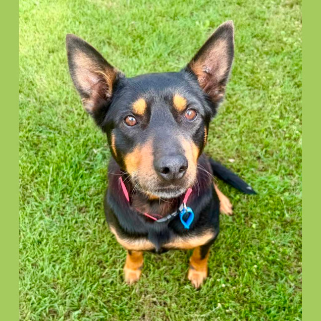 Photo of Poppy *$350 Adoption Fee*