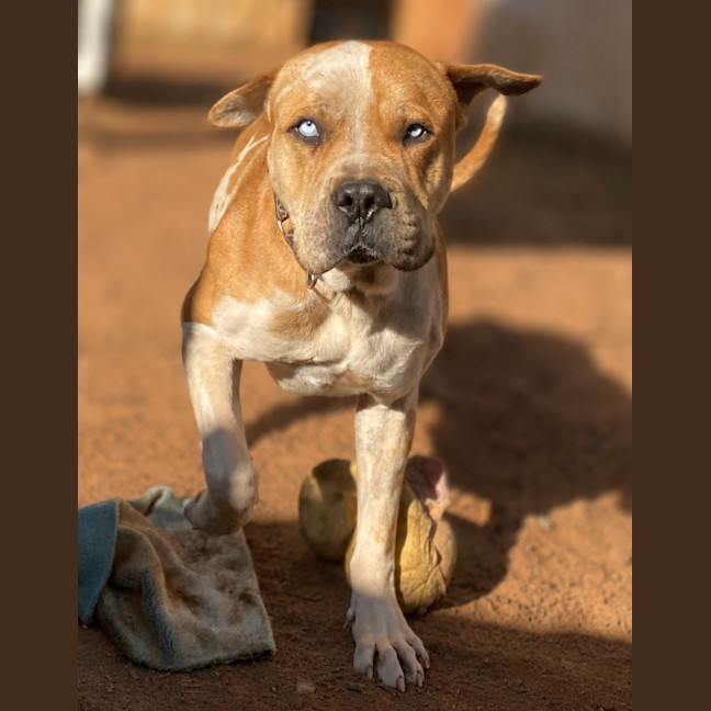 Photo of Bluey