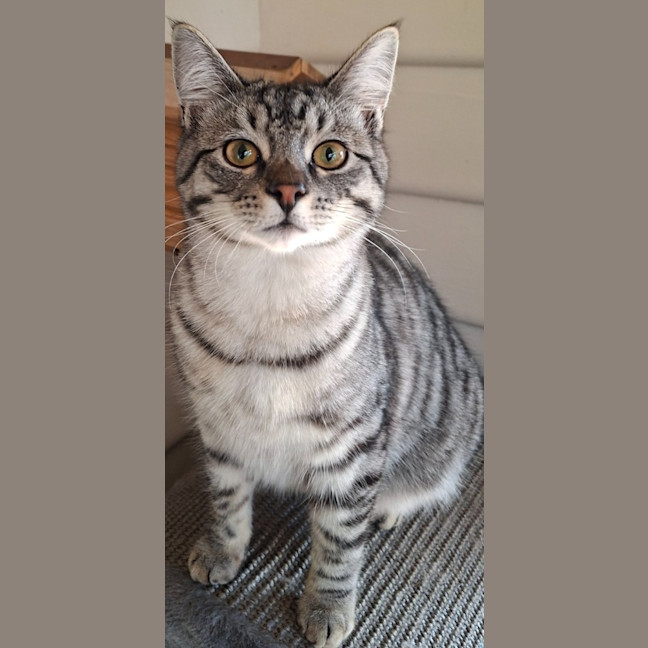 Photo of Tinsel
