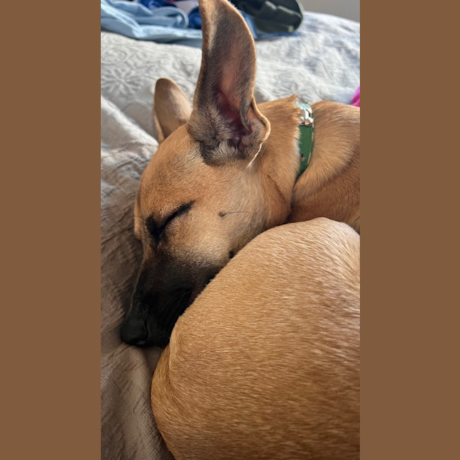 Photo of Humphrey (Nugget)