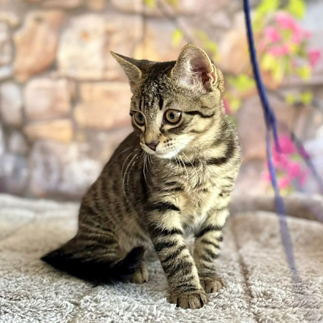 Photo of Captain Frankie (Located In Templestowe)