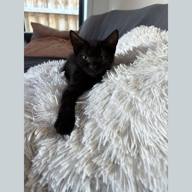 Photo of Black Panther