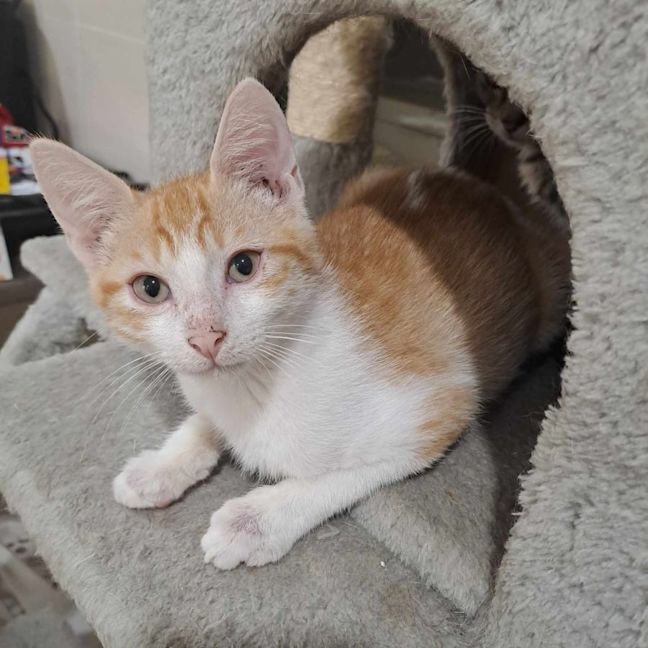 Photo of Muffin
