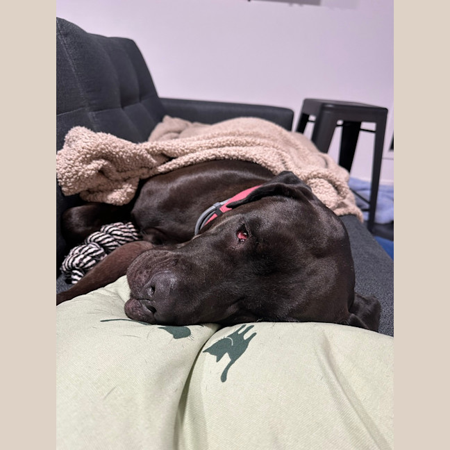 Photo of Bindi