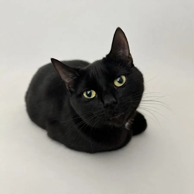 Photo of Raven