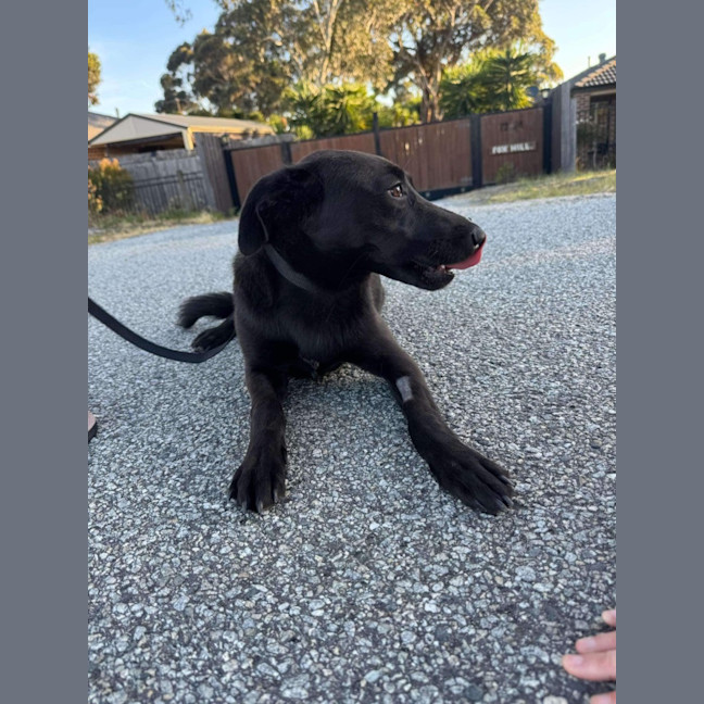 Photo of Bailey