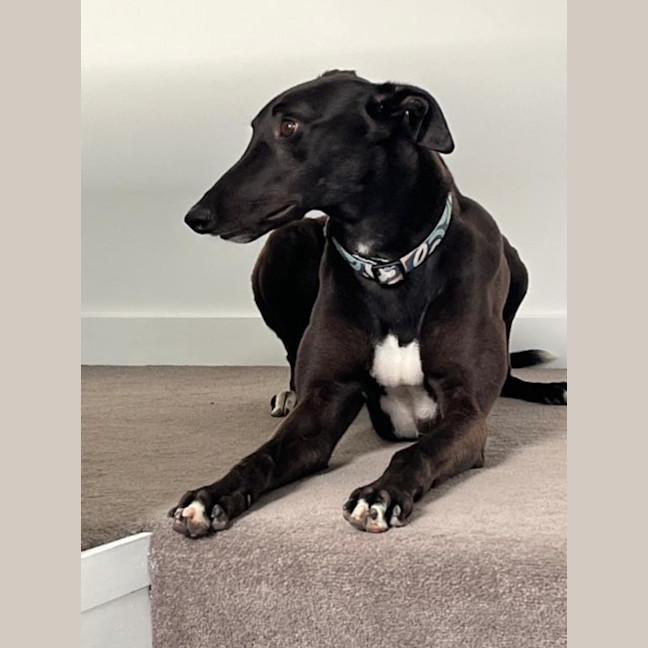 Photo of Lily