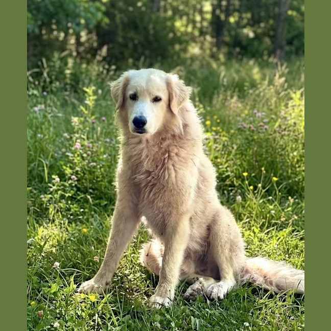 Photo of Caesar