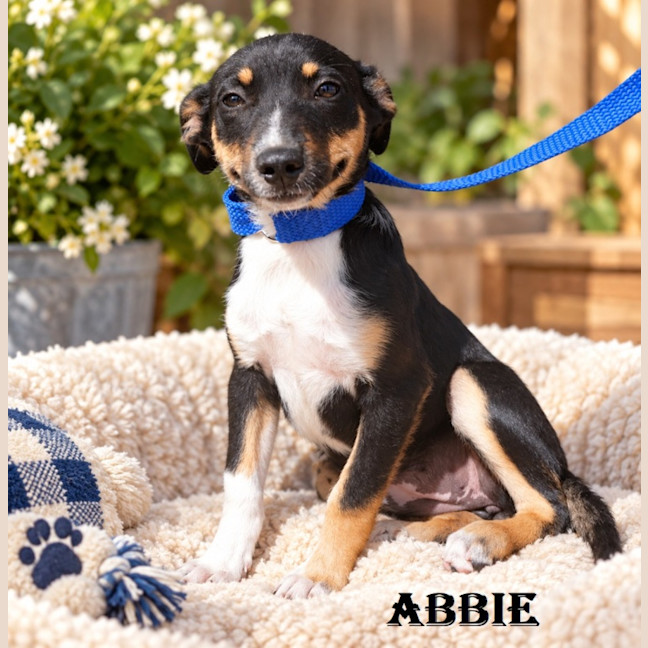 Photo of Abbie