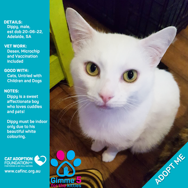 Photo of Dippy Only $39 Limited Time!