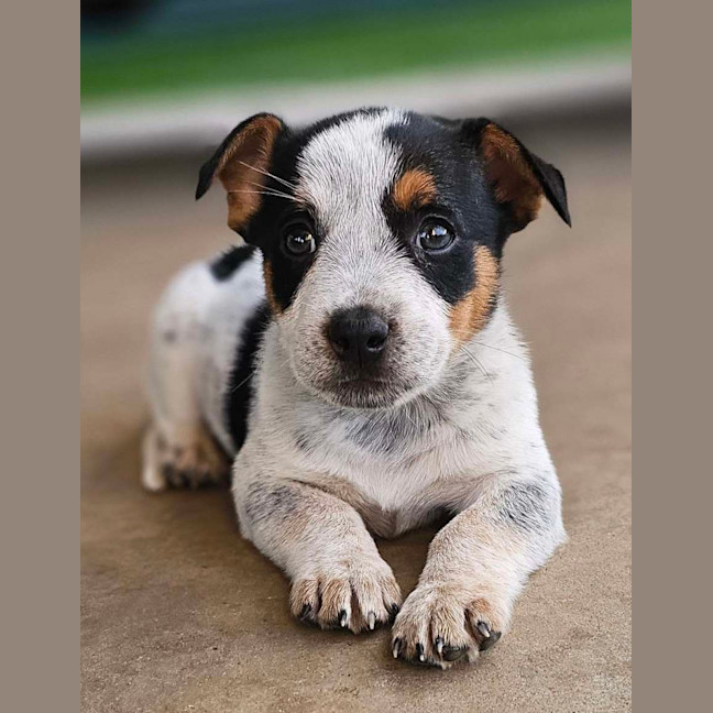 Photo of Scotch