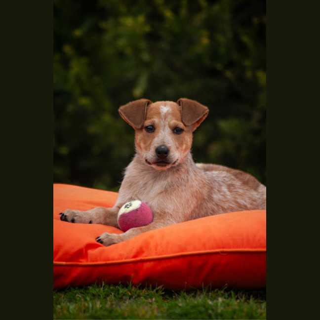 Photo of Tilly