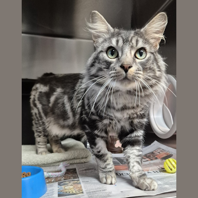 Photo of Gideon
