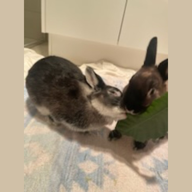 Photo of Alex & Dobbie