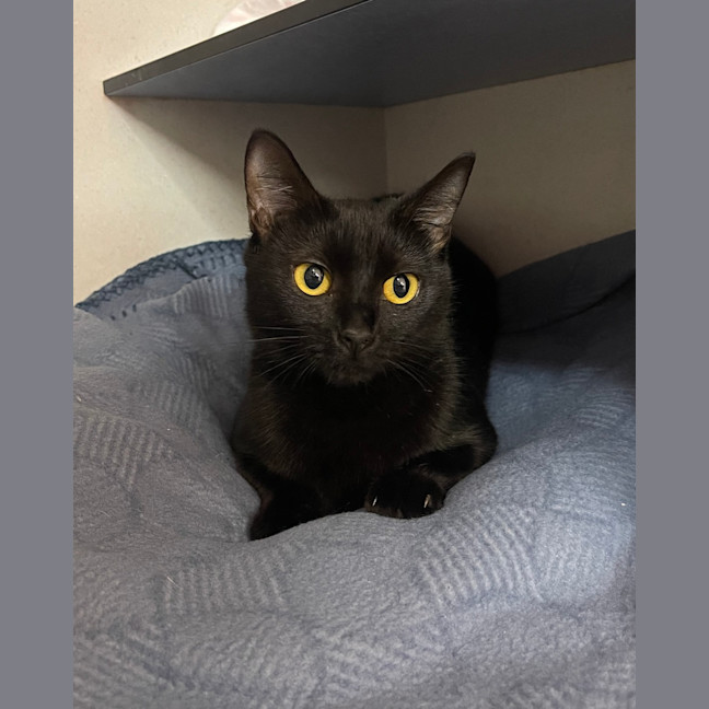 Photo of Willow