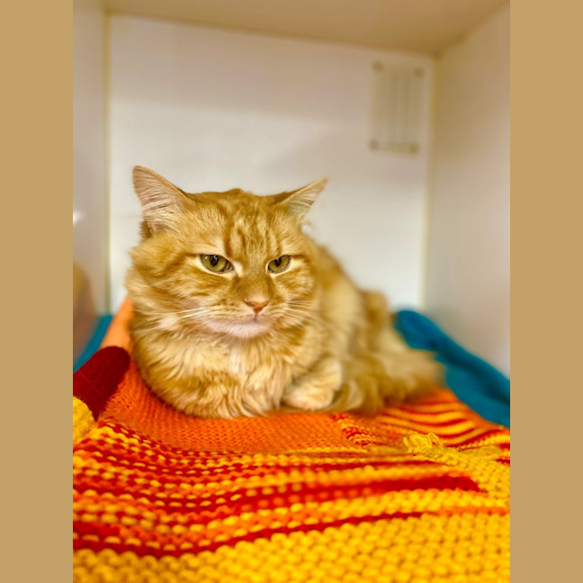 Photo of Shere Kahn