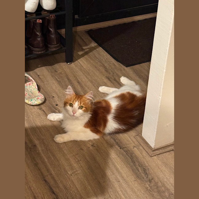 Photo of Nemo